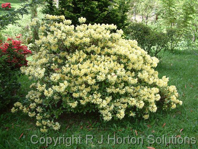 Rhodo Bebeah